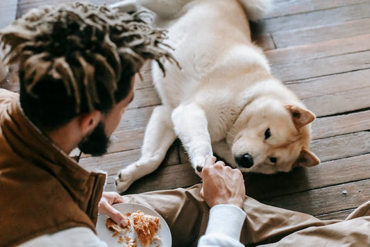 The Truth Behind Healthy Pet Snacks: What Makes Them Different?