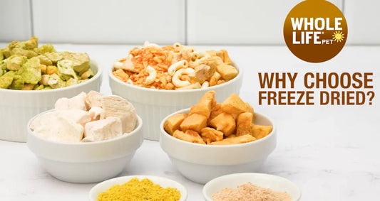Decoding the Freeze-Drying Process: Why It's Essential for Premium Longevity Cat Food