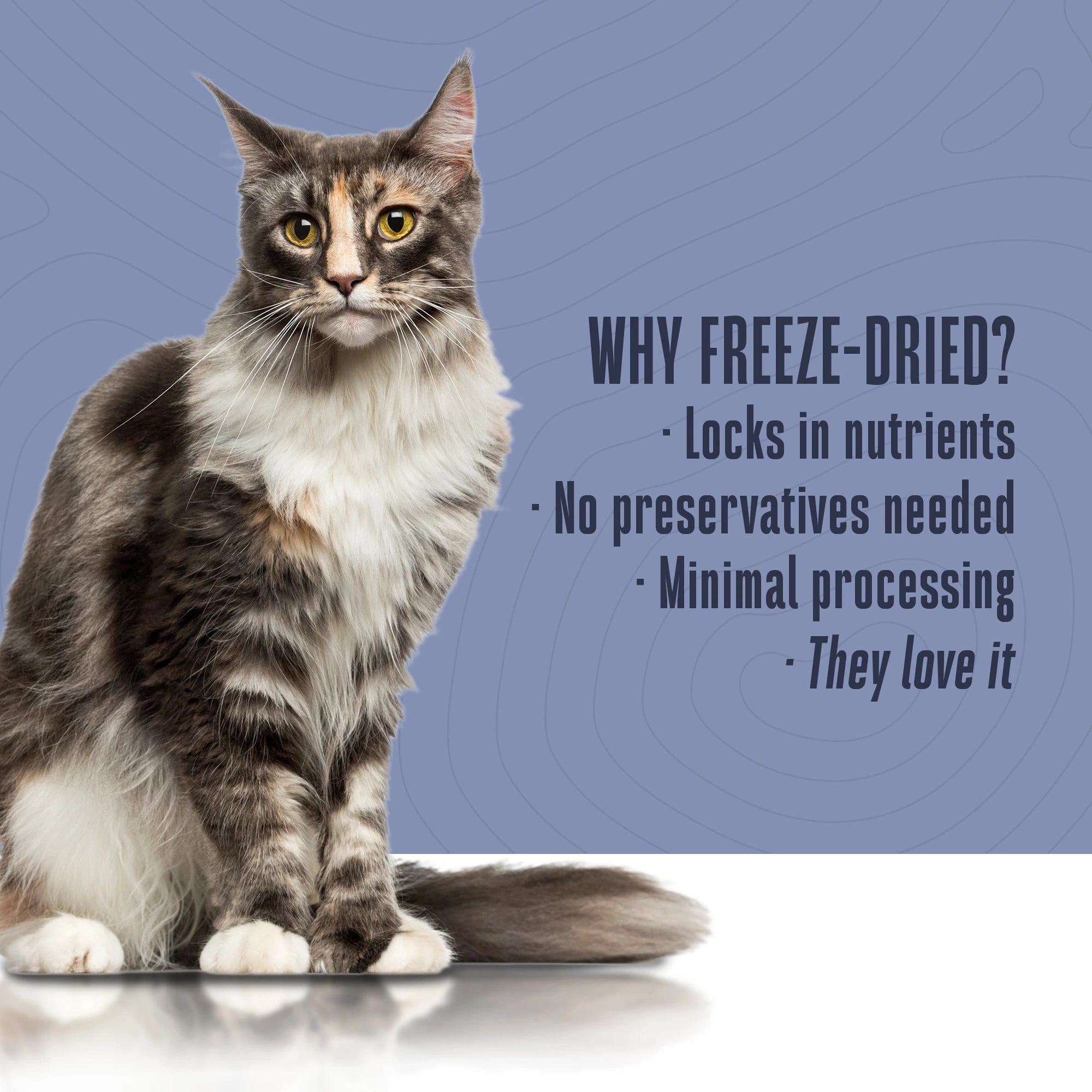 Freeze-Dried Wet Food for Cats