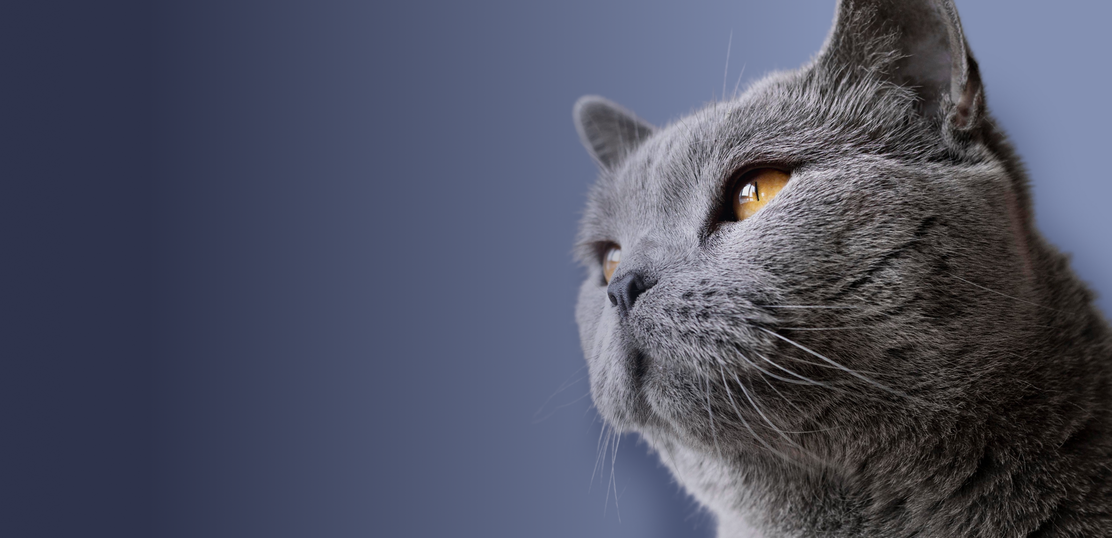 Gray cat with orange eyes on a blue background