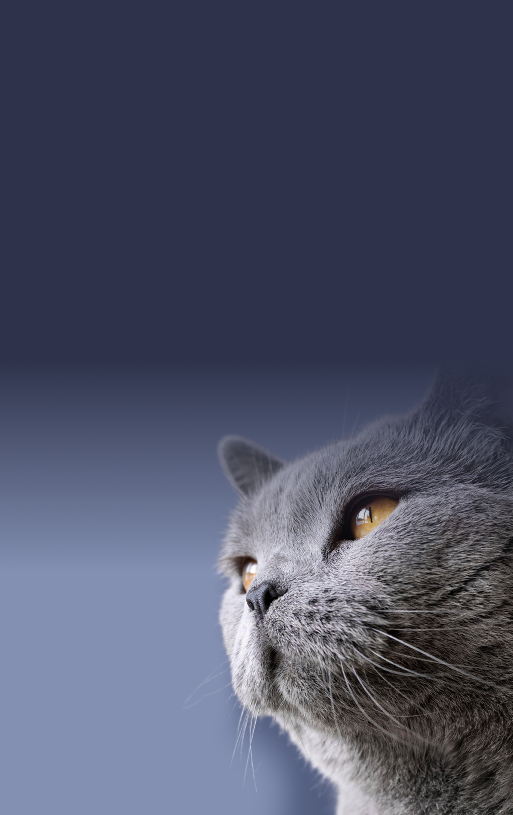 Gray cat with yellow eyes on a blue gradient background