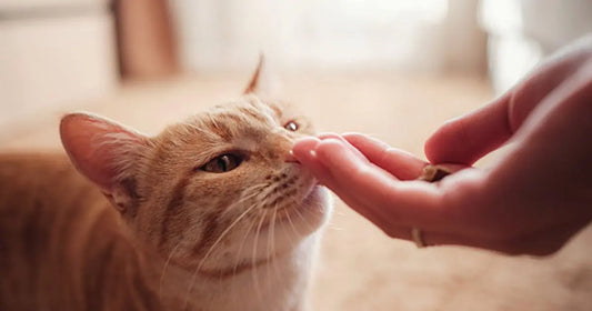 Switching to Natural Cat Treats: A Simple Step Towards Better Pet Health
