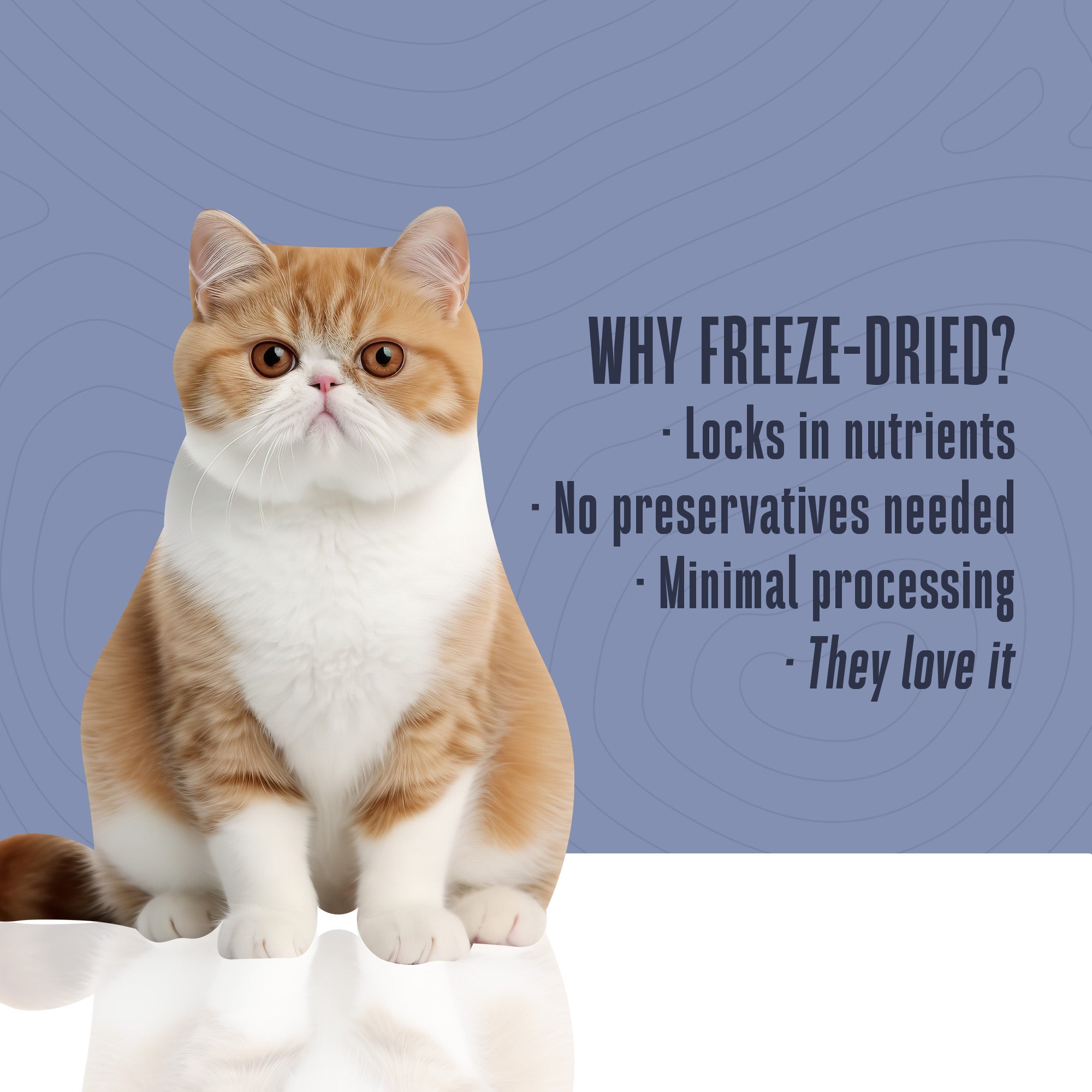 Just One Ingredient Turkey Treats For Cats