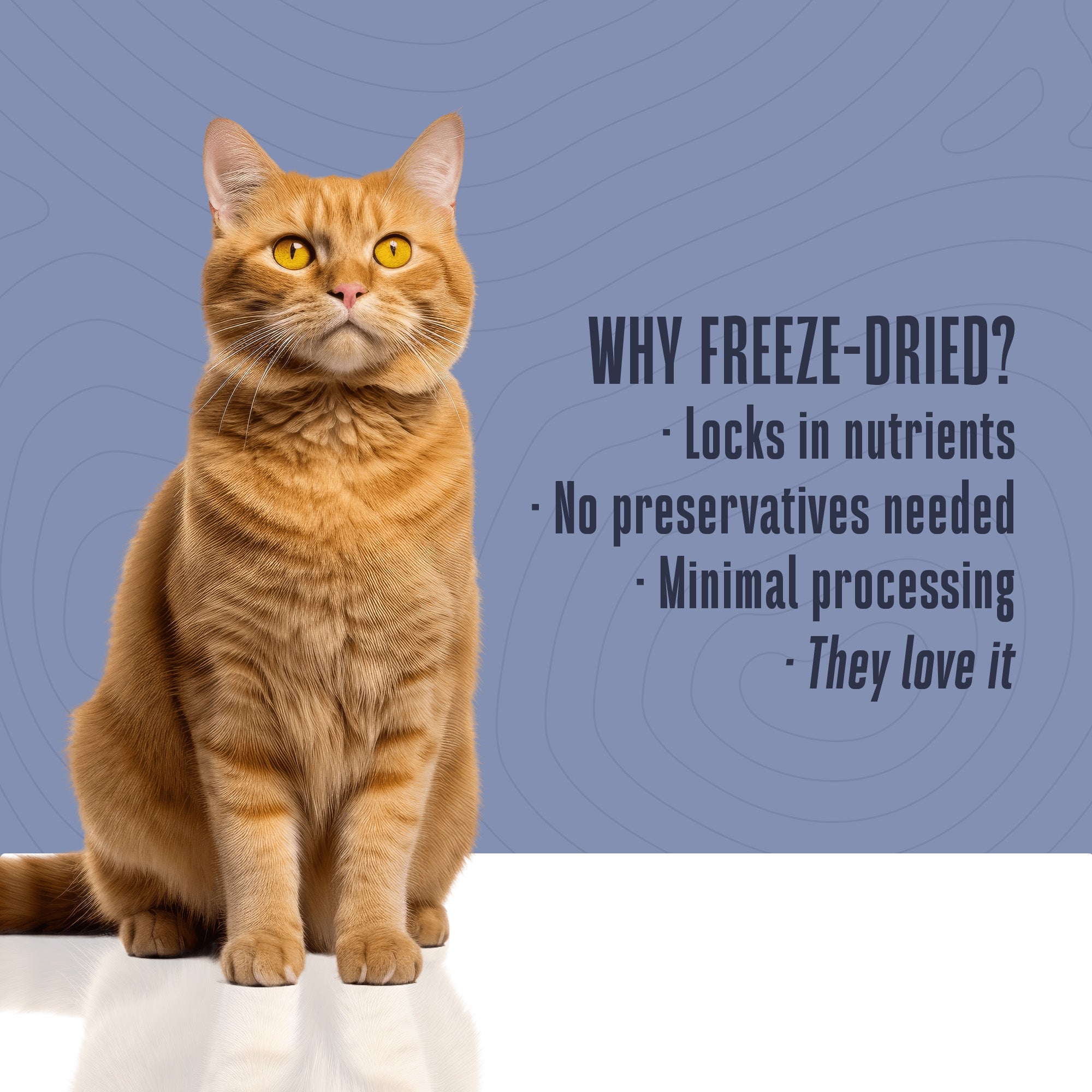 Just One Ingredient Shrimp Treats For Cats