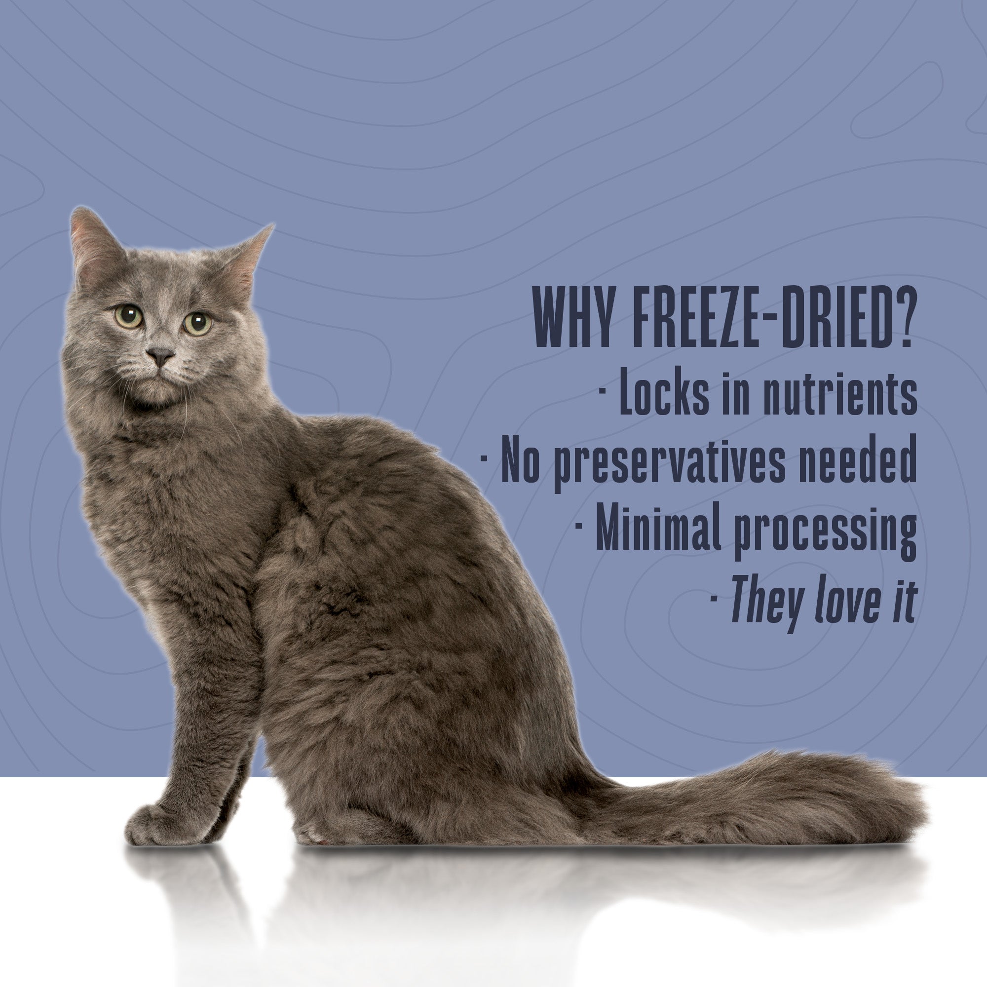 Living Treats – Healthy Gut Probiotic Snack For Cats