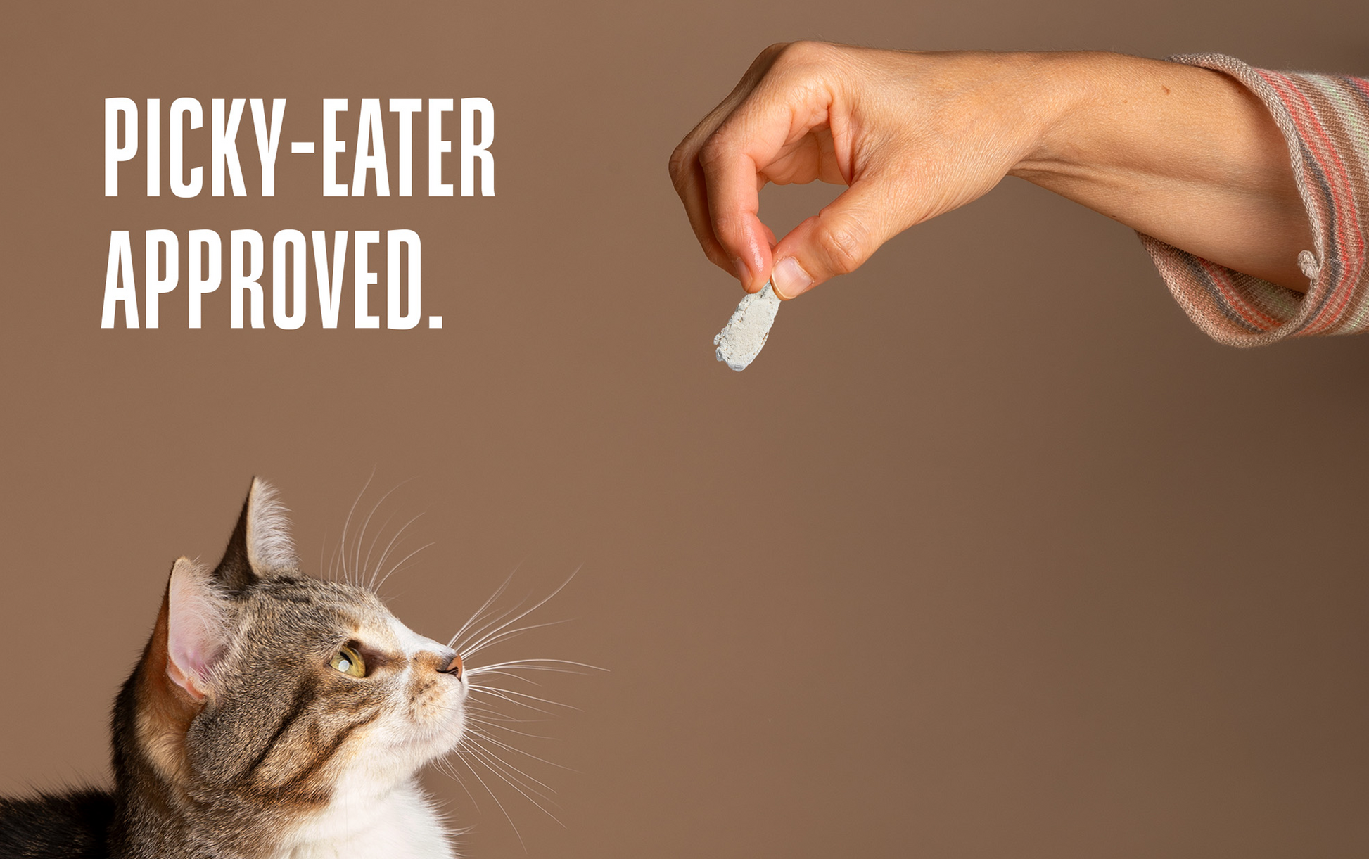 Cat looking at a treat held by a hand with text 'Picky-Eater Approved' on a brown background