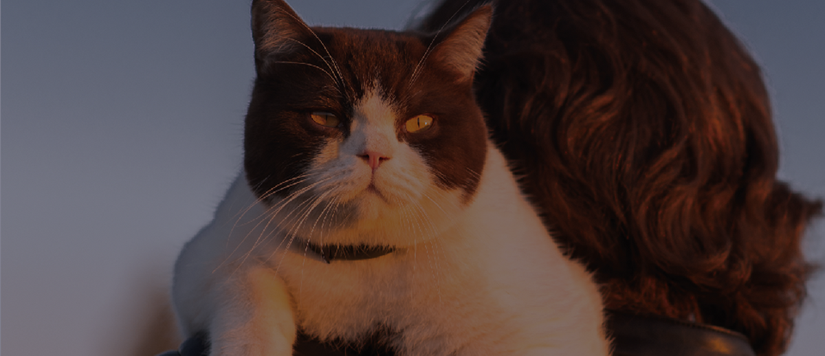 Cat Food, Treats & Toppers for Sensitive Cats | Whole Life Pet