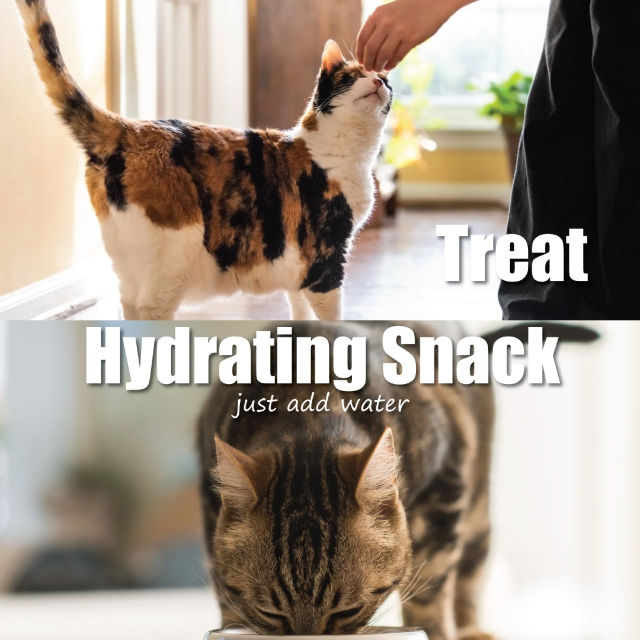 Cat sales ordering food