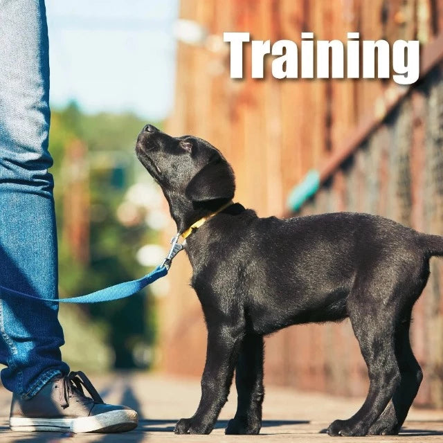 Mini One 的牛肝零食适合小型犬和玩具犬或训练