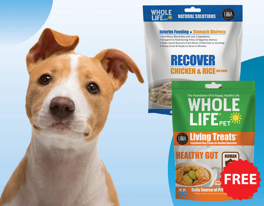 Stomach Soother Bundle - Recover Chicken & Rice Food 16oz + FREE Living Treats Pumpkin 3oz ($36 Value)