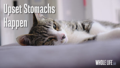 Nature’s Remedy Chicken & Rice for Cats.  Human-Grade Interim Diet for Stomach Upset - Made in Our Own Kitchens